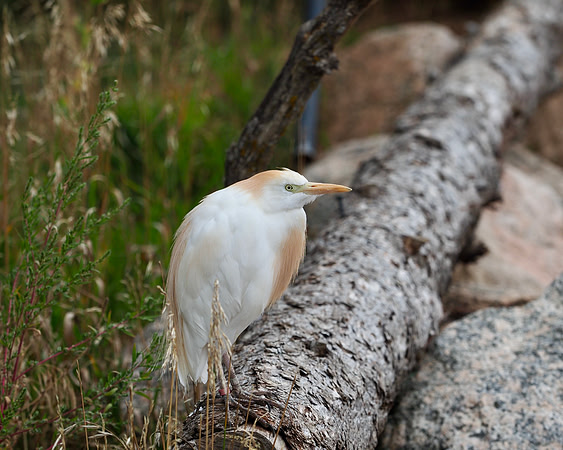 Cattle Egret.