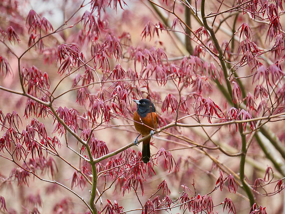 Orchard oriole.