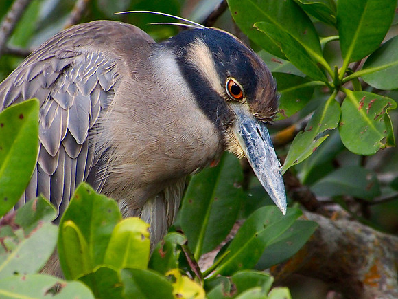 Yellow-crowned Night-heron; Ding Darling NWR, Sanibel Is.,FL; January