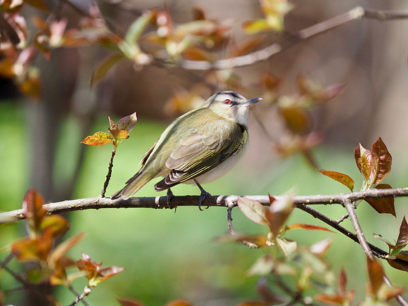 Red-eyed Vireo; Lake Park; May