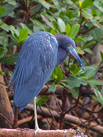 Little Blue Heron; Ding Darling kayak trip; January