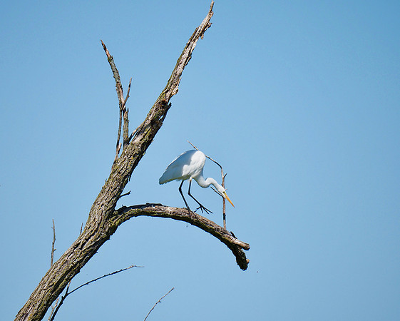 Great Egret; Horicon Marsh; August.