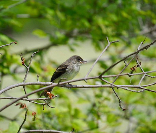 Eastern Wood-Pewee