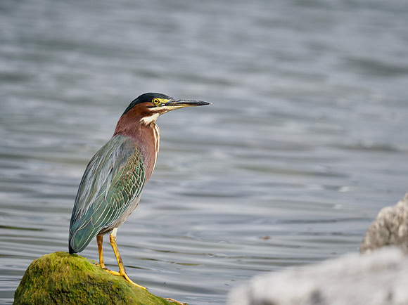 Green Heron; Lakeshore State Park; September.