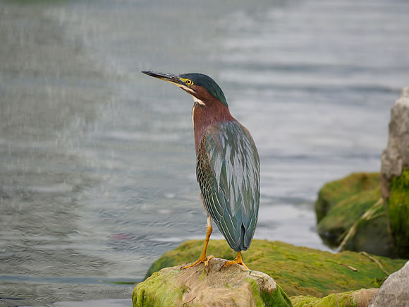 Green Heron.