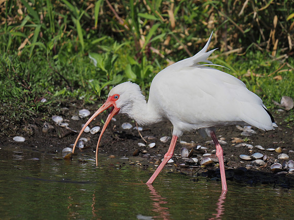 White Ibis