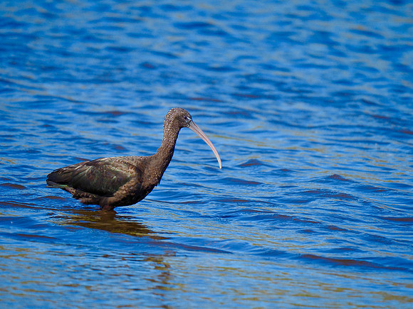 Glossy Ibis