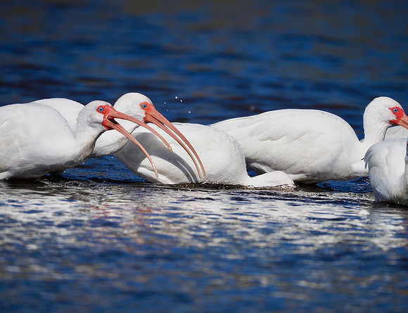 White Ibis feeding.