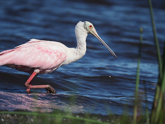 Roseate Spoonbill; Myakka River State Park, FL; January
