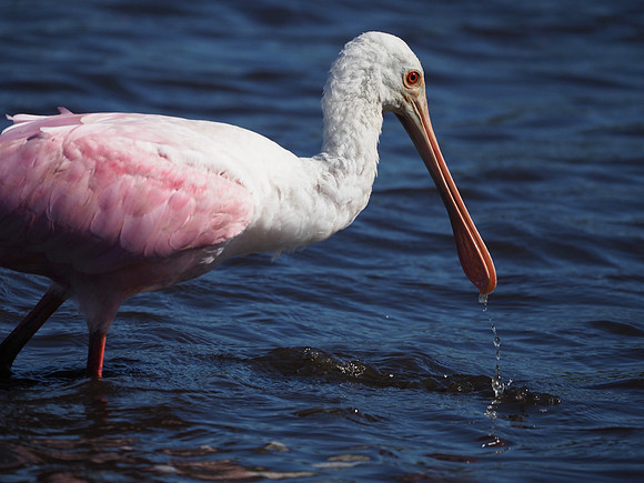 Roseate Spoonbill