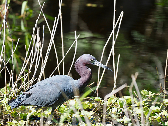 Little Blue Heron