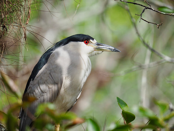 Black-crowned Night-Heron