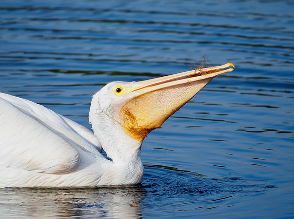 American White Pelican with lunch.
