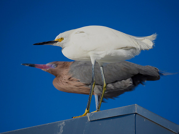 Snowy Egret and Reddish Egret