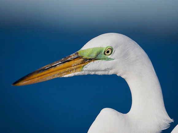Great Egret