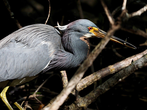 Tricolored Heron, got a fish!
