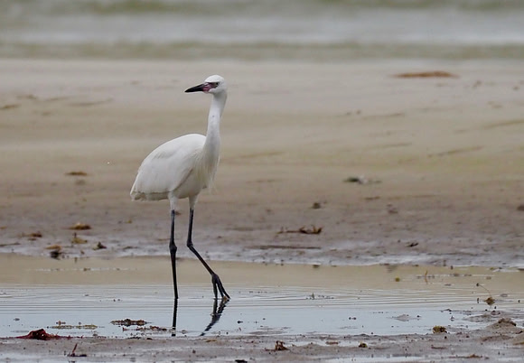 Reddish Egret, white morph