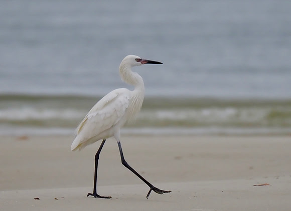 Reddish Egret, white morph