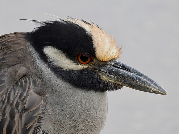 Yellow-crowned Night-Heron