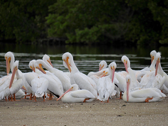 A pile o'pelicans.