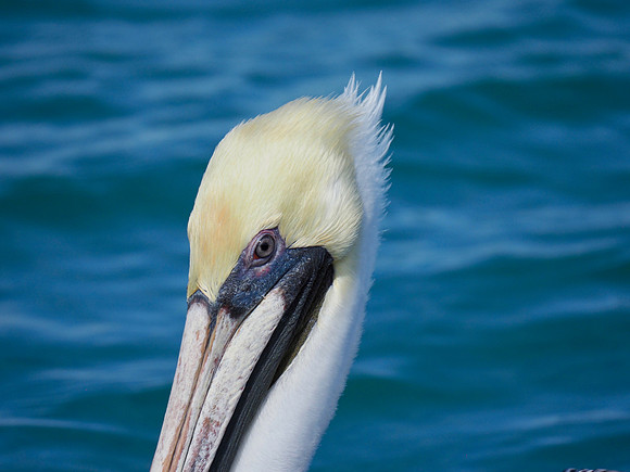 Brown Pelican