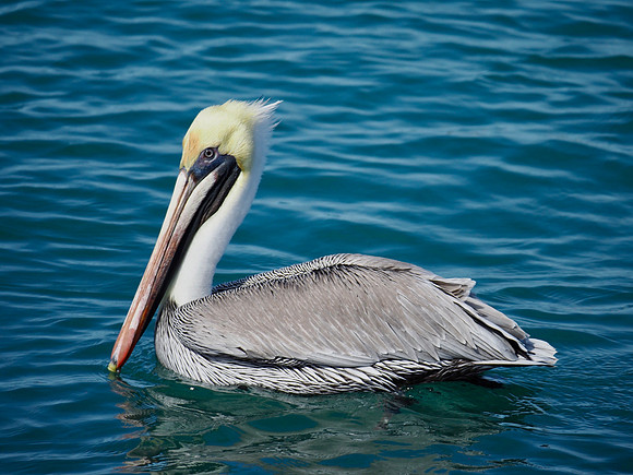 Brown Pelican