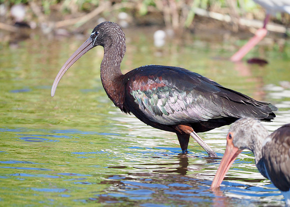 Glossy Ibis