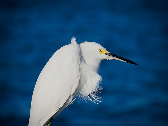 Great Egret