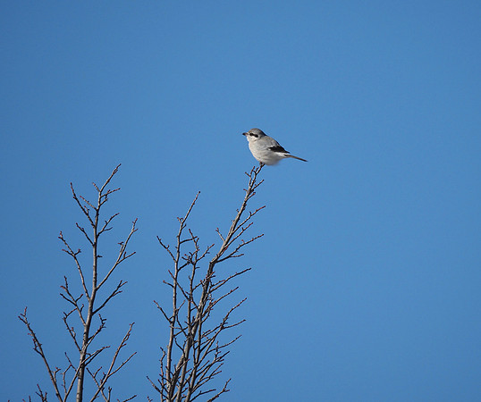Northern Shrike; Schlitz Audubon Nature Center; February