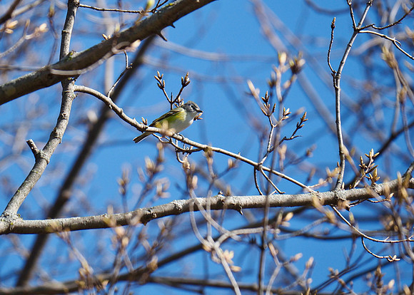 Blue-headed Vireo; Lake Park; May