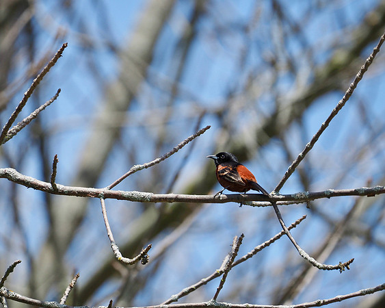 Orchard Oriole; Forest Beach Migratory Preserve; May