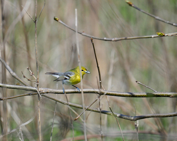 Yellow-throated Vireo; May