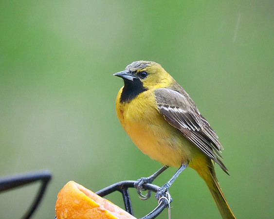Orchard Oriole, first summer male.