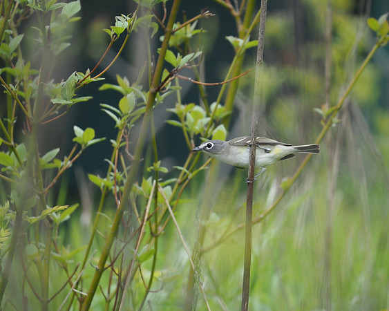 Blue-headed Vireo