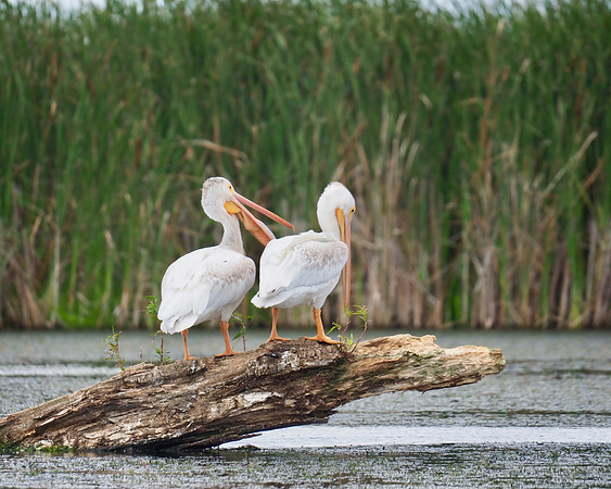 American White Pelicans
