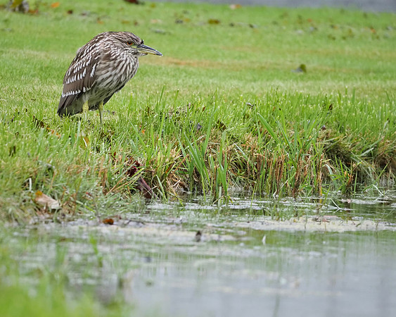 Juvenile Black-crowned Night-Heron in the rain.