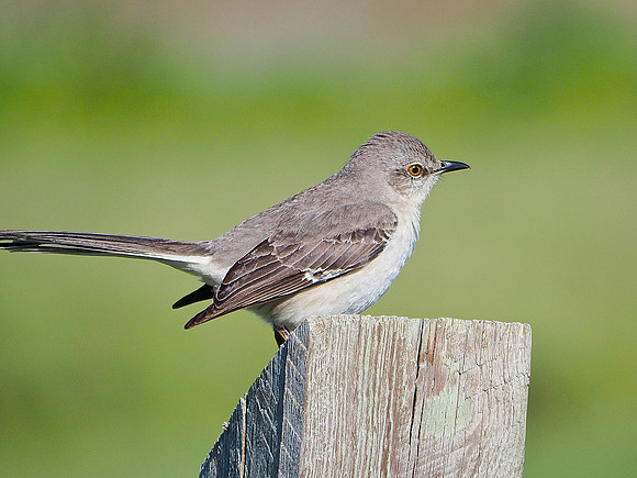 Northern Mockingbird; Celery Fields, Sarasota, FL; February