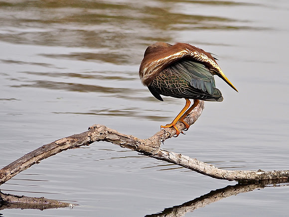 Green Heron; Venice Rookery, FL; February