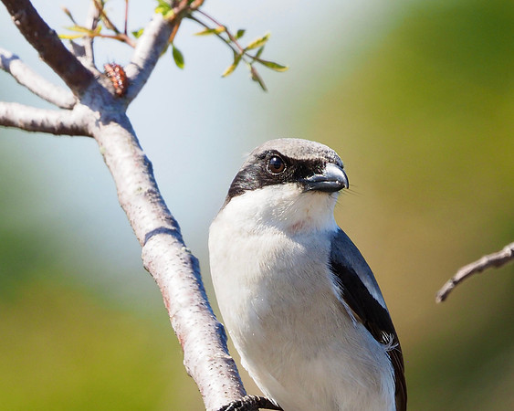 Loggerhead Shrike; Venice, FL; January.