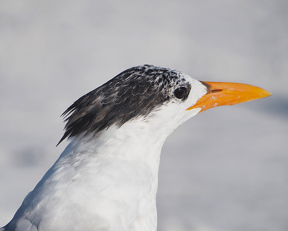 Royal Tern; Sarasota, FL; February