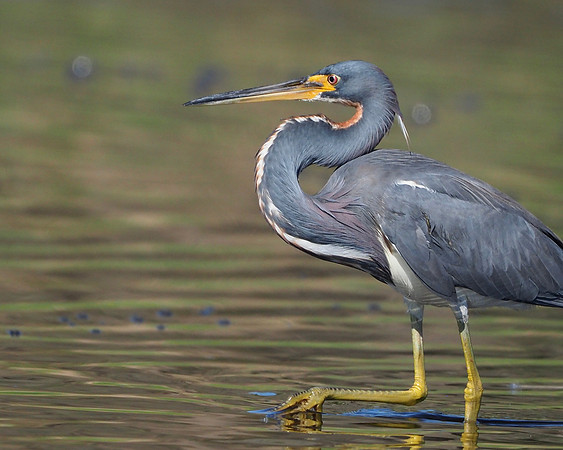 Tricolored Heron in stalking mode.