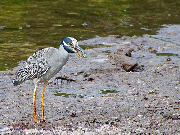 Yellow-crowned Night-heron; Ding Darling NWR, Sanibel Is., FL; January