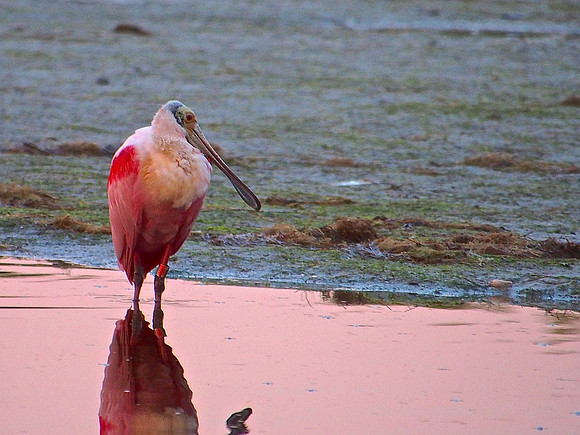 Roseate Spoonbill; Ding Darling NWR, Sanibel Is., FL; January