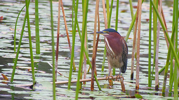Green Heron; Sarasota, FL; January