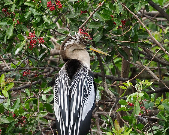 Anhinga on the nest, Venice Rookery, FL.