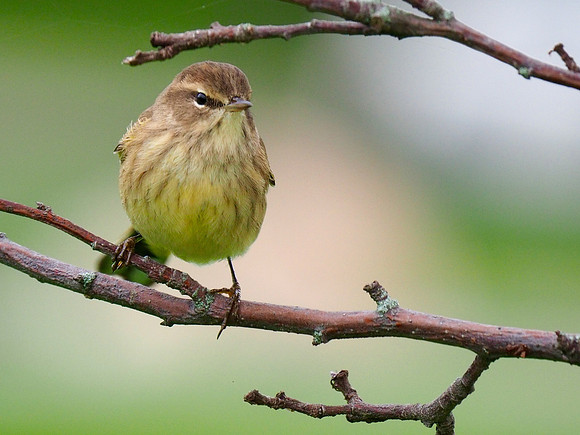 Palm Warbler; Lake Park, Milwaukee, WI; September