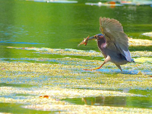 Green Heron; Lynden Sculpture Garden, Milwaukee, WI; June