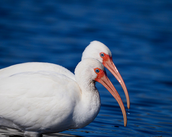 White Ibis