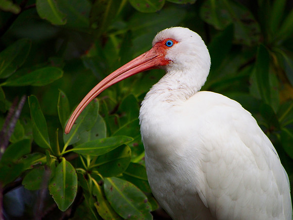 White Ibis; Ding Darling kayak trip; January