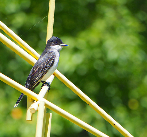 Eastern Kingbird; Lynden Sculpture Garden, Milwaukee, WI; June